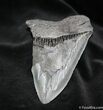Bargain Inch Megalodon Tooth #1038-1